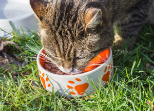 Dog Nutritionist Food 01